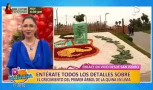 San Isidro: Conoce todos los detalles sobre el primer árbol de la Quina en Lima