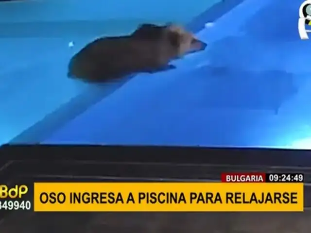 Viral: oso aprovecha piscina cerrada por invierno para relajarse y nadar