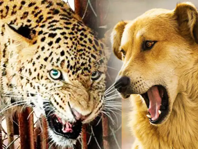 Leopardo ataca a un perro y este escapa milagrosamente