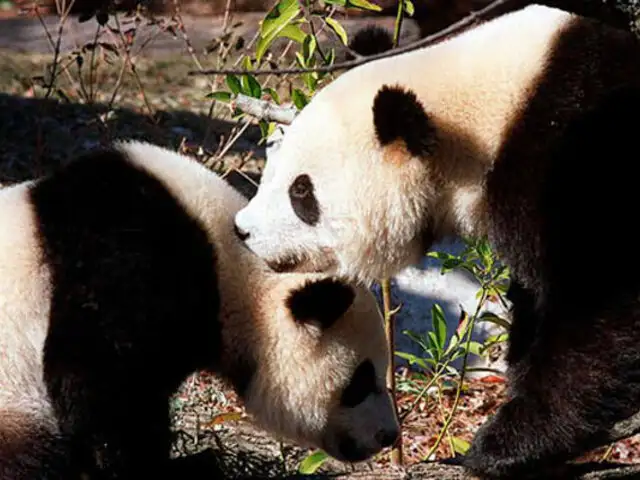 China: pandas gigantes fueron retirados de la lista de animales en peligro de extinción