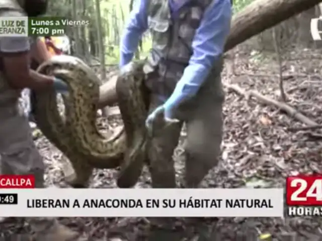 Liberan en su hábitat a anaconda gigante que fue hallada en Parque Natural de Pucallpa