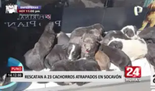 Puno: rescatan a 23 cachorros atrapados en socavón