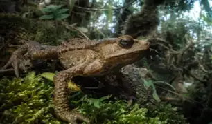 Registran 26 nuevas especies de anfibios y reptiles en Amazonas