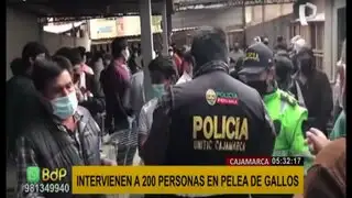 Cajamarca: intervienen a 200 personas mientras realizaban peleas de gallos