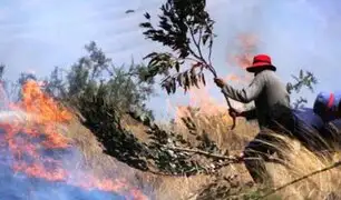 Bosques arrasados, alpacas muertas y varias casas destruidas deja incendio forestal en Puno