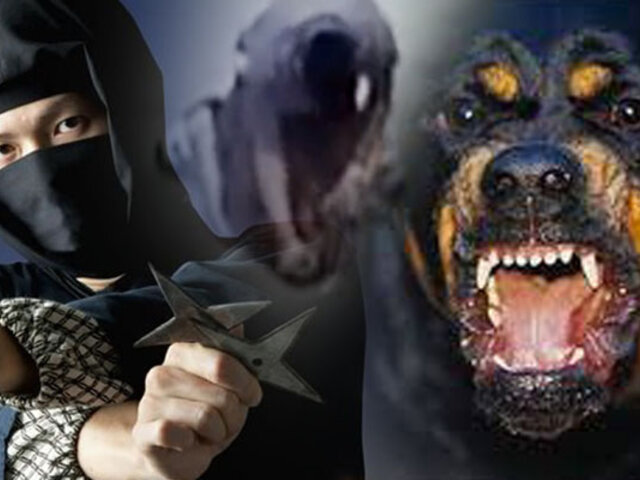 China: hombre evita ser mordido por perro con milenaria técnica Ninja