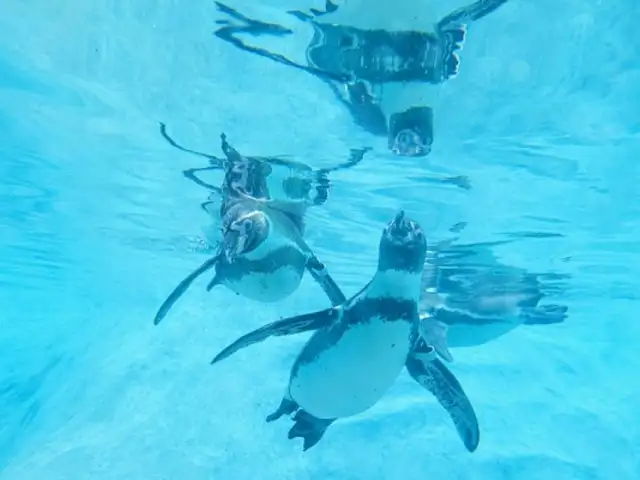 Primera exhibición subacuática de pingüinos de Humboldt en el parque de las Leyendas
