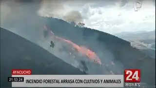 Ayacucho: reportan incendio forestal en Vinchos