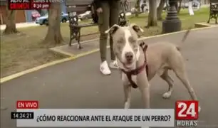 ¿Cómo reaccionar ante el ataque de un perro?