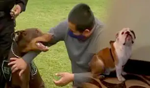 Conozca cómo entrenar a su mascota para evitar tener un perro agresivo