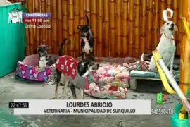 Surquillo: 14 perritos se quedaron sin hogar luego de que su dueño falleciera