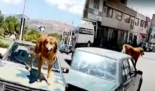 Captan a perro viajando en capó de un vehículo en Ayacucho