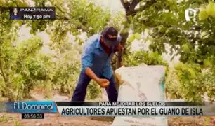 Cañete: agricultores apuestan por guano de islas para mejorar sus cultivos