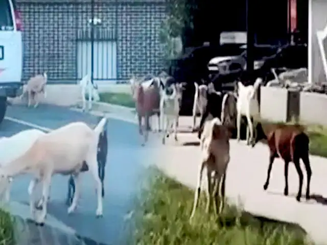 Cabras escapan y pasean por las calles de Atlanta en Estados Unidos