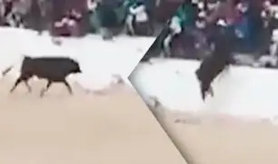 Toro salta muro de seguridad y ataca al público en Juliaca