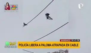 Policía salva a paloma atrapada en cables de alta tensión con ayuda de un drone