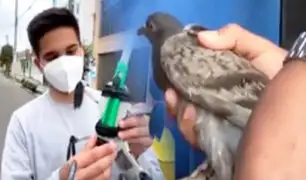 Rescate de paloma con drone en Barranca se hace viral