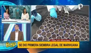 Primer cultivo de marihuana legal en el Perú: ¿Cómo se logró y a quiénes beneficiará?