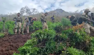 Fuerzas Armadas destruyen 200,000 plantas de marihuana en Ayacucho
