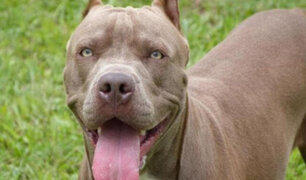 Chiclayo: personas que tengan perros “potencialmente peligrosos” deberán tramitar una licencia