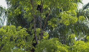 Ucayali: liberan a ocho primates en la isla de los monos del parque natural
