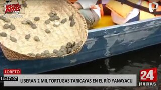 Loreto: liberan a 2 mil tortugas taricayas