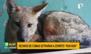 ‘Run Run’: vecinos de Comas extrañan al zorrito andino y aseguran que serán primeros en visitarlo