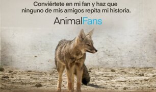 Run Run en OnlyFans: abren cuenta al zorrito andino para rescatar a otros animales