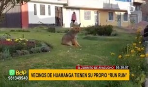 Zorro ‘Run Run’ de Ayacucho: animal silvestre anda suelto en las calles desde hace 3 años