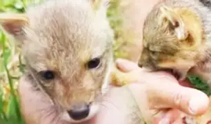 Cajamarca: Rescatan a zorro silvestre que iba a ser vendido en el mercado negro