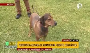 ‘Rambo’ busca hogar: acusan a periodista de abandonar a perrito en el Callao