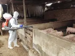 Perú realizó simulacro de contingencia contra el ingreso de la peste porcina africana