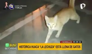 Chorrillos: decenas de gatos invaden la Huaca La Lechuza tras ser abandonados por dueños