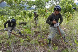 Gobierno peruano planea erradicación de 18,000 hectáreas de cultivo de coca en el 2022