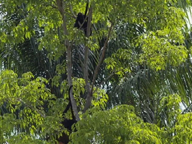 Ucayali: liberan a ocho primates en la isla de los monos del parque natural