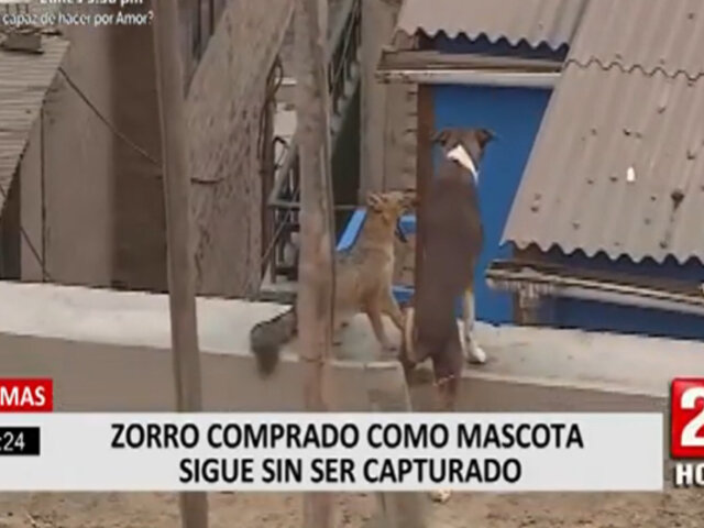 Zorro 'Run Run' no puede volver a su hÃ¡bitat natural e irÃ¡ a ZoolÃ³gico de Huachipa