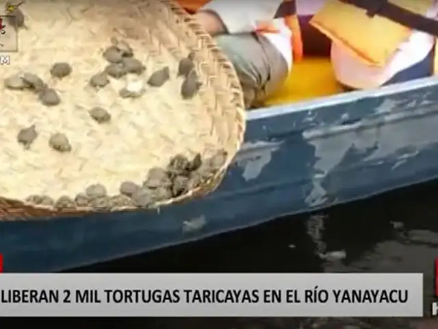 Loreto: liberan a 2 mil tortugas taricayas