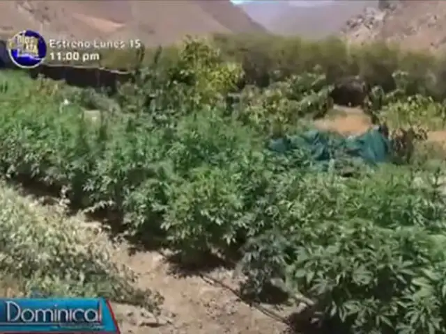 Durante amplio operativo policía erradicó más de 2000 plantones de marihuana en Cañete