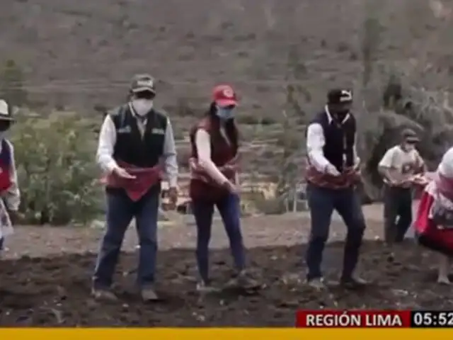 Región Lima: Agro Rural siembra 500 hectáreas de pastos para incrementar producción ganadera