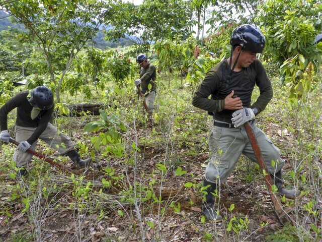 Devida: nuevo pacto social busca la erradicación voluntaria y progresiva de la hoja de coca