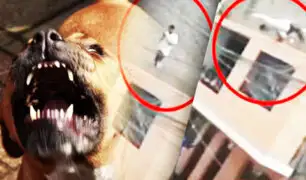 Hombre cae de segundo piso tras ser atacado por perro de raza Pitbull