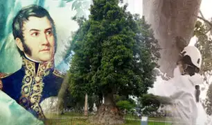 Árbol que plantó Don José de San Martín recibe tratamiento para salvarlo