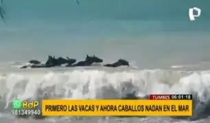 Tumbes: vacas y caballos fueron captadas nadando en el mar de Zorritos