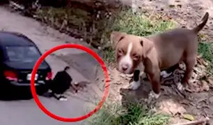 SMP: roban a cachorro de raza pitbull y lo comercializan por internet