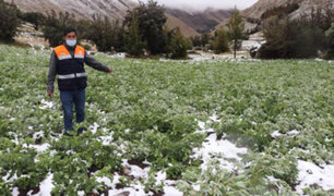Agricultores piden ayuda: intensa granizada afectó varias hectáreas de cultivos en Huancayo