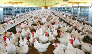 Nuevo brote de gripe aviar obligará a sacrificar más de 7 mil pollos en Japón