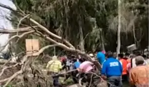 Ate: comerciante se salva de morir tras caída de árbol en plena vía pública