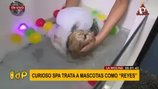 La Molina: curioso spa trata a mascotas como “reyes”