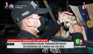 Los Olivos: encuentran perros en cajas, tras operativo en terminales terrestres