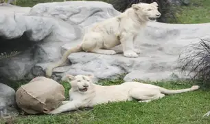 Kimba y Samara, la primera pareja de leones blancos en el parque de las Leyendas